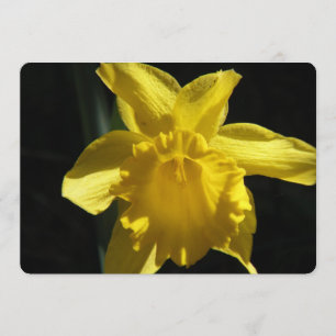 Perfektes Daffodil Einladung
