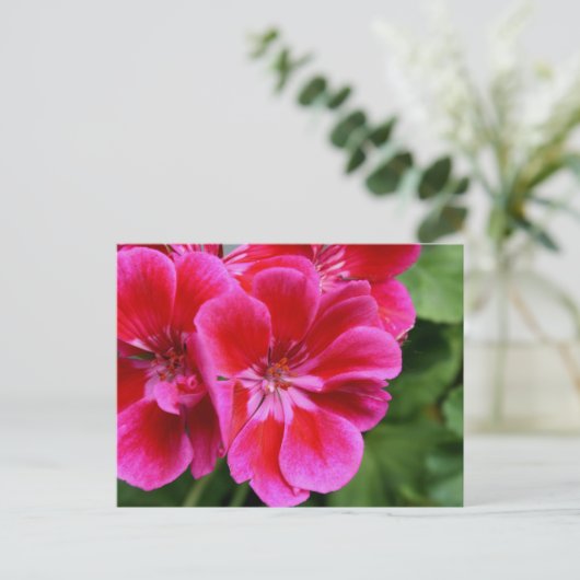 Perfektes Geranium Postkarte (Stehend Vorderseite)