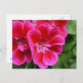 Perfektes Geranium Postkarte (Vorne/Hinten)