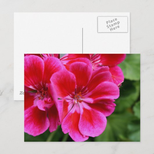 Perfektes Geranium Postkarte (Vorne/Hinten)