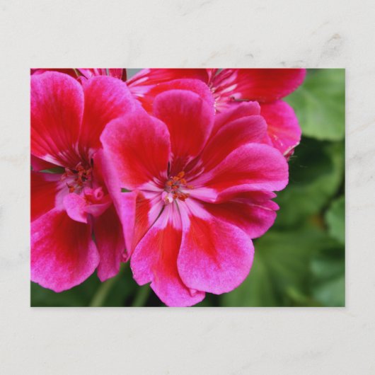Perfektes Geranium Postkarte (Vorderseite)