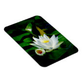 Perfektes Weißwasser Lilie und Bud Magnet (Rechte Seite)