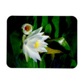Perfektes Weißwasser Lilie und Bud Magnet (Horizontal)