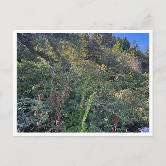 Perfektes Wetter Postkarte (Vorderseite)