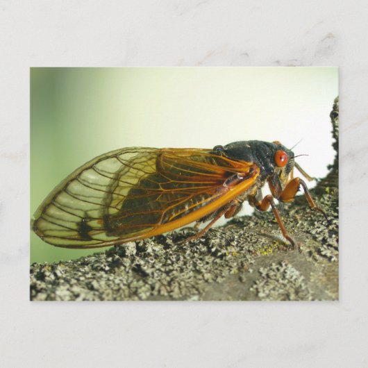 Periodische Cicada Postkarte. Postkarte (Vorderseite)