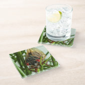 Periodisches Cicada großes Insektenbild Glasuntersetzer (Schrägansicht)