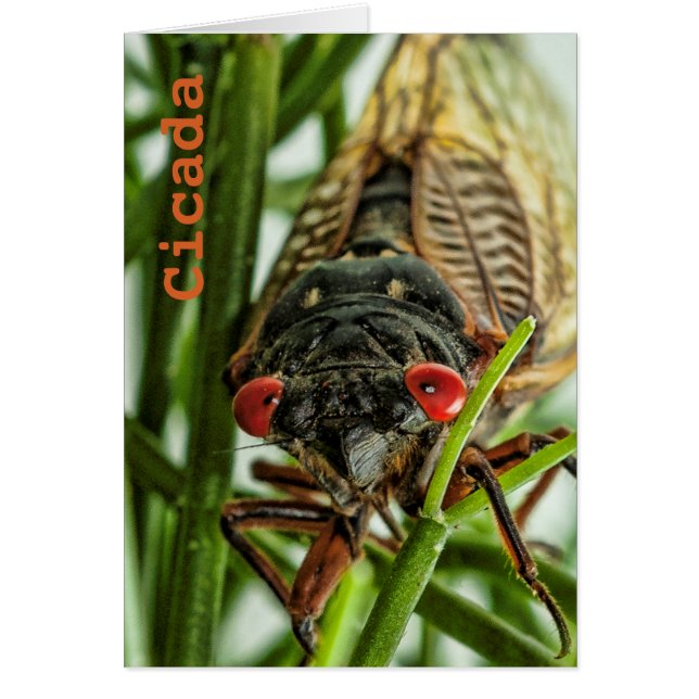 Periodisches Cicada großes Insektenmakro-Foto (Vorne)
