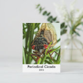 Periodisches Cicada Large Insect Macro Foto Postkarte (Stehend Vorderseite)
