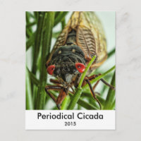 Periodisches Cicada Large Insect Macro Foto
