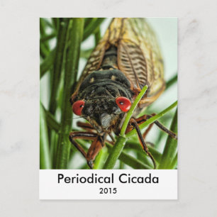 Periodisches Cicada Large Insect Macro Foto Postkarte