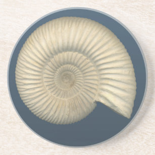 Perisphinctes Ammonit Untersetzer
