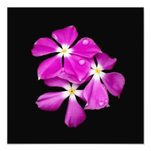 'Periwinkle Blume nach Regen' Fotodruck (Vorne)