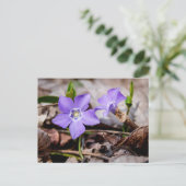 Periwinkle Blume Postcard Postkarte (Stehend Vorderseite)