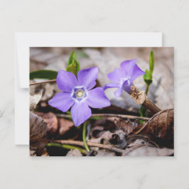 Periwinkle Blume Postcard Postkarte