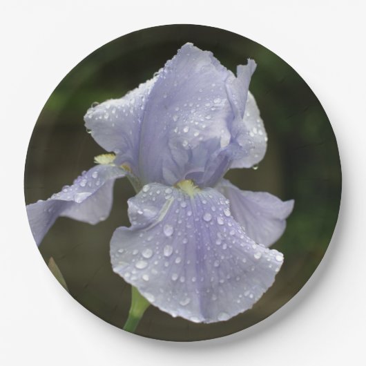 Periwinkle Iris-Blume mit Raindrops Pappteller (Vorderseite)