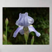 Periwinkle Iris mit Raindrops Garden Poster (Vorne)
