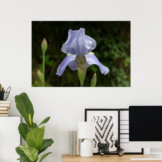 Periwinkle Iris mit Raindrops Garden Poster (Heimbüro)