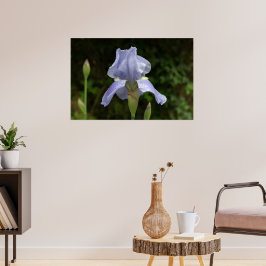 Periwinkle Iris mit Raindrops Garden Poster