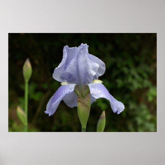 Periwinkle Iris mit Raindrops Garden Poster (Vorne)