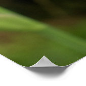 Periwinkle Iris mit Raindrops Garden Poster (Ecke)