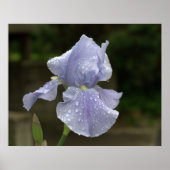 Periwinkle Iris mit Raindrops Poster (Vorne)