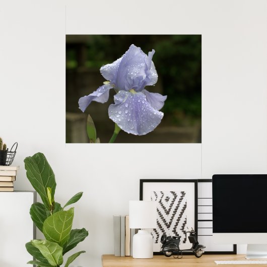 Periwinkle Iris mit Raindrops Poster (Heimbüro)