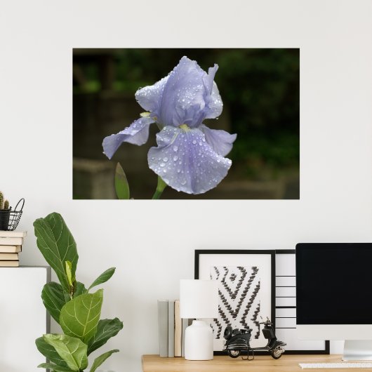 Periwinkle Iris mit Raindrops Poster (Heimbüro)