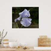 Periwinkle Iris mit Raindrops Poster (Küche)