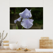 Periwinkle Iris mit Raindrops Poster (Küche)