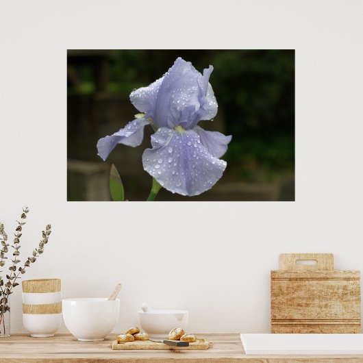 Periwinkle Iris mit Raindrops Poster (Küche)