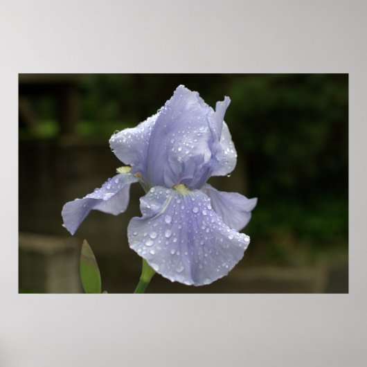 Periwinkle Iris mit Raindrops Poster (Vorne)
