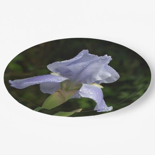 Periwinkle Iris Petals Raindrops Pappteller (Schrägansicht)