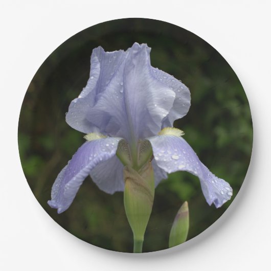 Periwinkle Iris Petals Raindrops Pappteller (Vorderseite)