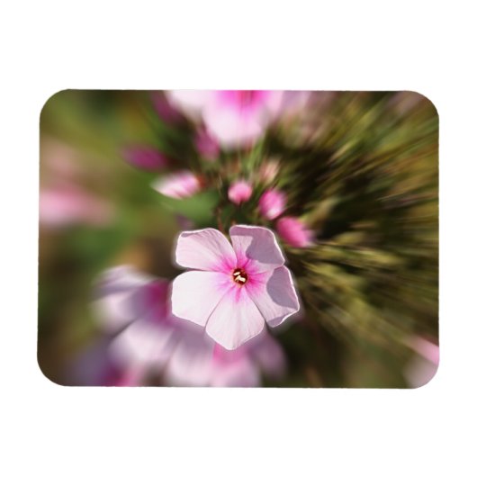 Periwinkle Magnet (Horizontal)