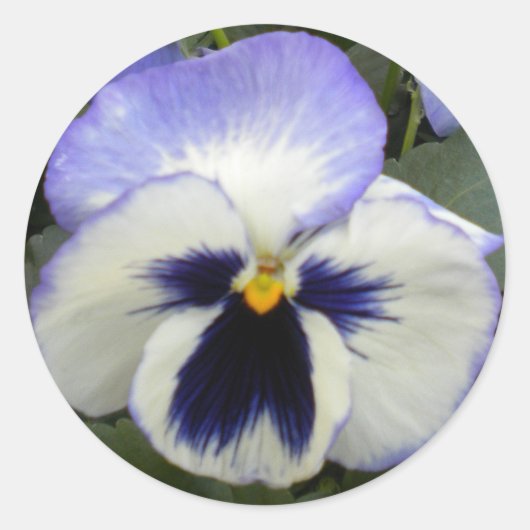 Periwinkle Pansy Stickers (Vorderseite)