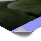 Periwinkle Stiefmütterchens Poster (Ecke)
