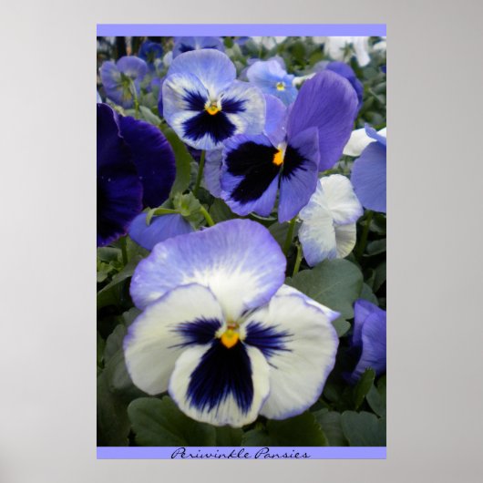 Periwinkle Stiefmütterchens Poster (Vorne)