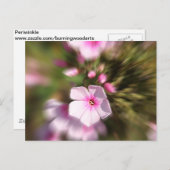 Periwinkle Zoom Postkarte (Vorne/Hinten)