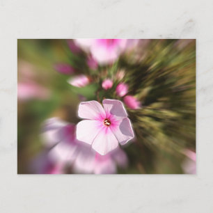 Periwinkle Zoom Postkarte