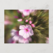 Periwinkle Zoom Postkarte (Vorderseite)