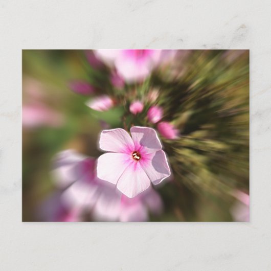 Periwinkle Zoom Postkarte (Vorderseite)