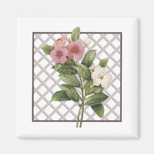PERIWINKLES MAGNET (Vorne)