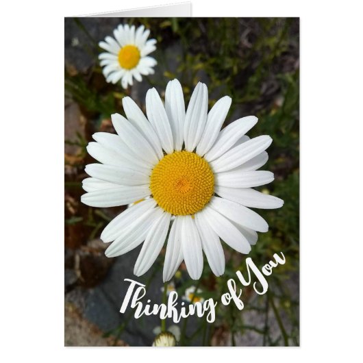 Perky White Daisy Blume Denken Sie an Ihre Karte (Vorne)