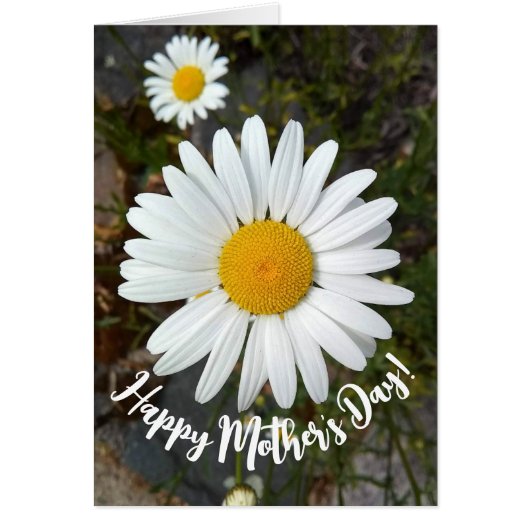 Perky White Daisy Blume Muttertagskarte (Vorne)