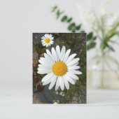 Perky White Daisy Blume Postcard Postkarte (Stehend Vorderseite)