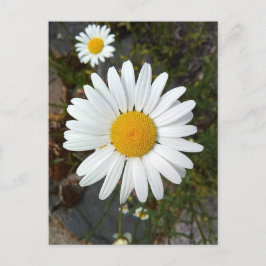 Perky White Daisy Blume Postcard Postkarte