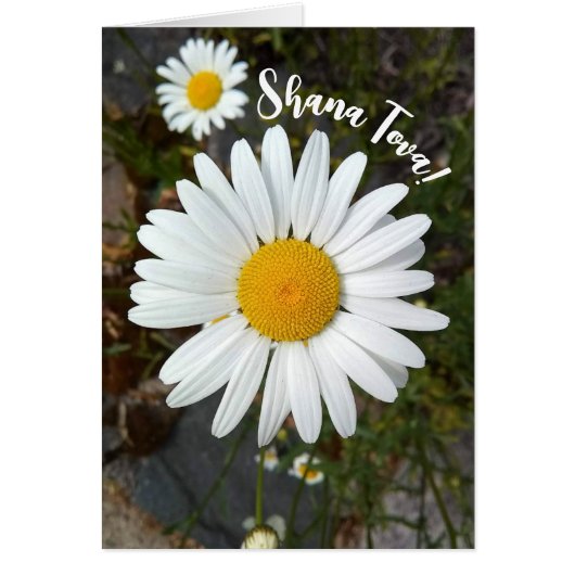 Perky White Daisy Blume Rosh Hashanah Card (Vorne)