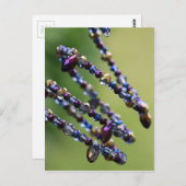 Perlen-809 Postkarte (Vorne/Hinten)