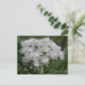 PerlEverlasting, Insel Unalaska Postkarte (Stehend Vorderseite)