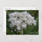 PerlEverlasting, Insel Unalaska Postkarte (Vorne/Hinten)